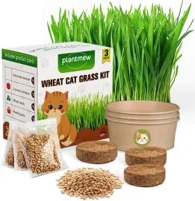 EF-48150 BOEN Cat Grass Seeds Growing Kit