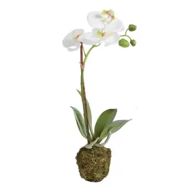 DI1202 NAPA HOME GARDEN Phalaenopsis