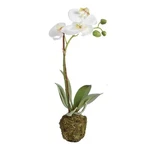Napa Cc 15" Phalaenopsis Drop-in, 3x12x18 Inches. Fixed Price $73.50.